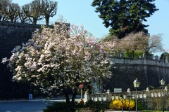 1522-arbre-en-fleurs