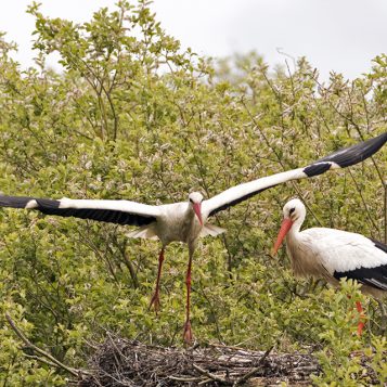 Un couple de cigogne se relaie dans le nid où de jeunes cigogneaux se cachent. La cigogne de droite vient de rentrer alors que celle de gauche s'envole pour aller chercher la nourriture.