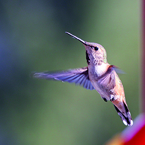 1205 colibri olivier Corrigé de philo :